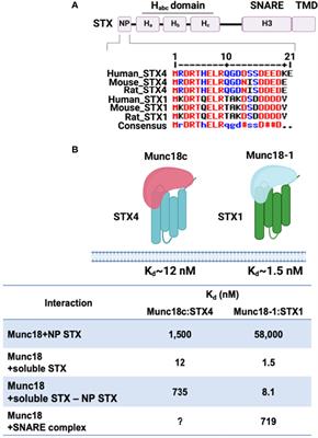 Exocytosis Proteins: Typical and Atypical Mechanisms of Action in Skeletal Muscle